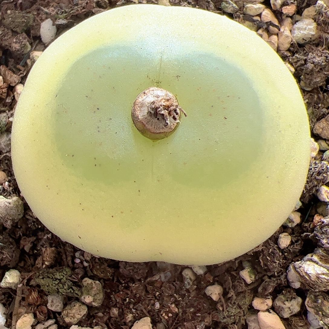 【闪购商品】14 2.9cm拉登