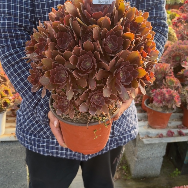 瑞妈，。。。。。。742恶魔之吻，