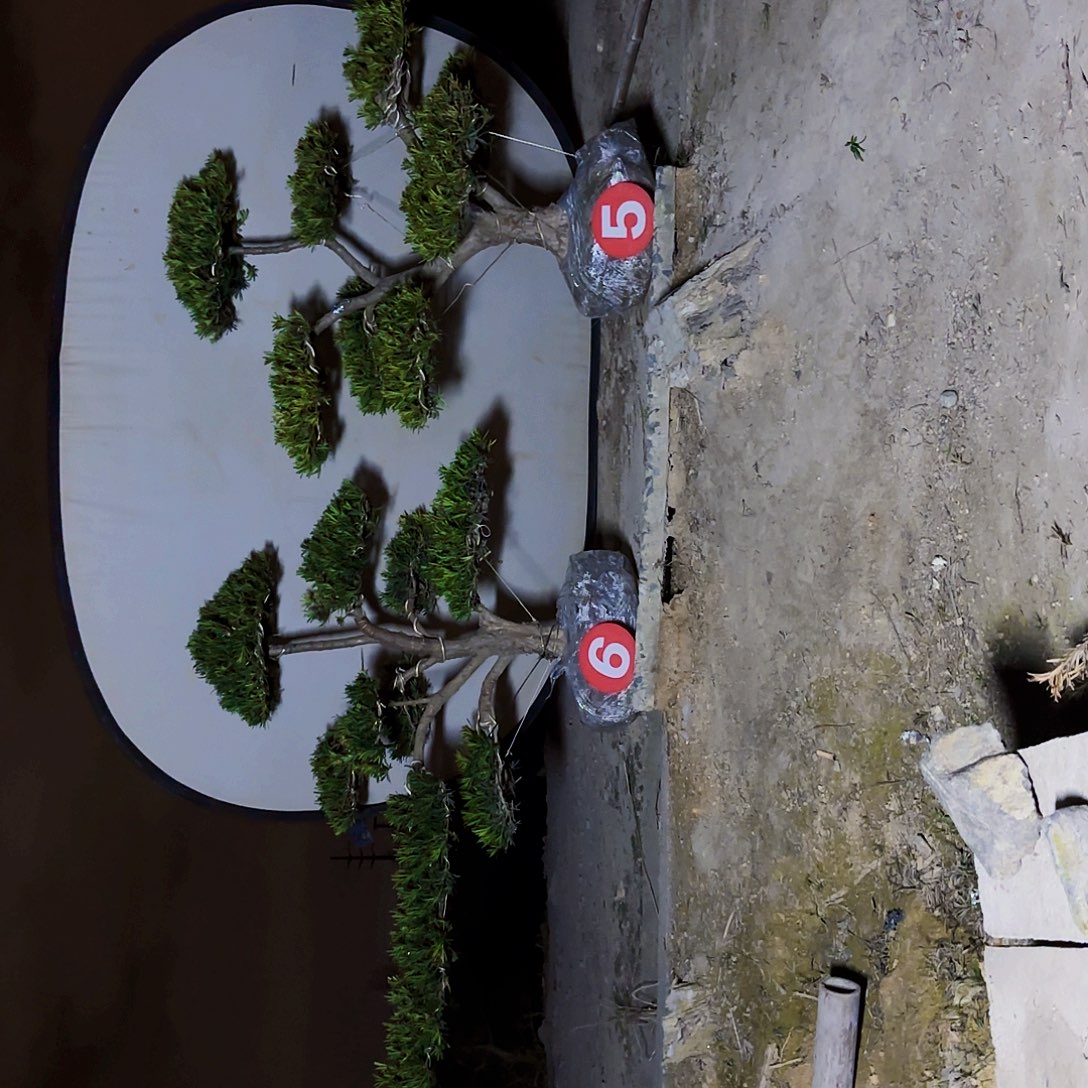 无花朵精品小叶雀舌罗汉松盆景