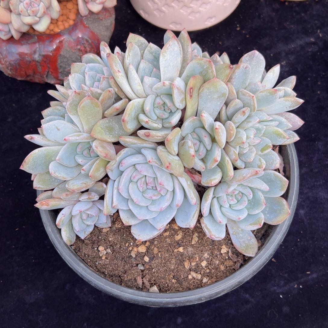 新年快乐 新年快乐