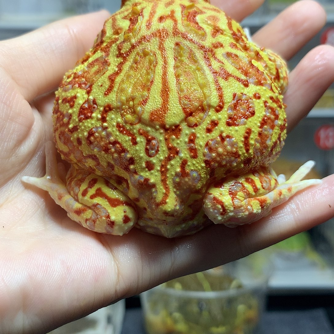 角蛙4328大火龙公