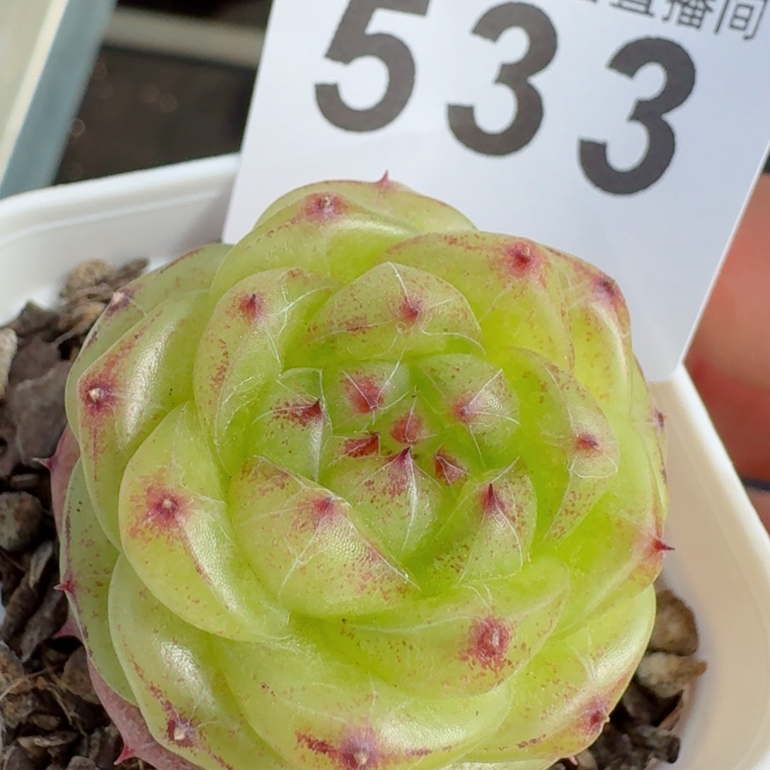 无双珍妮         精品多肉