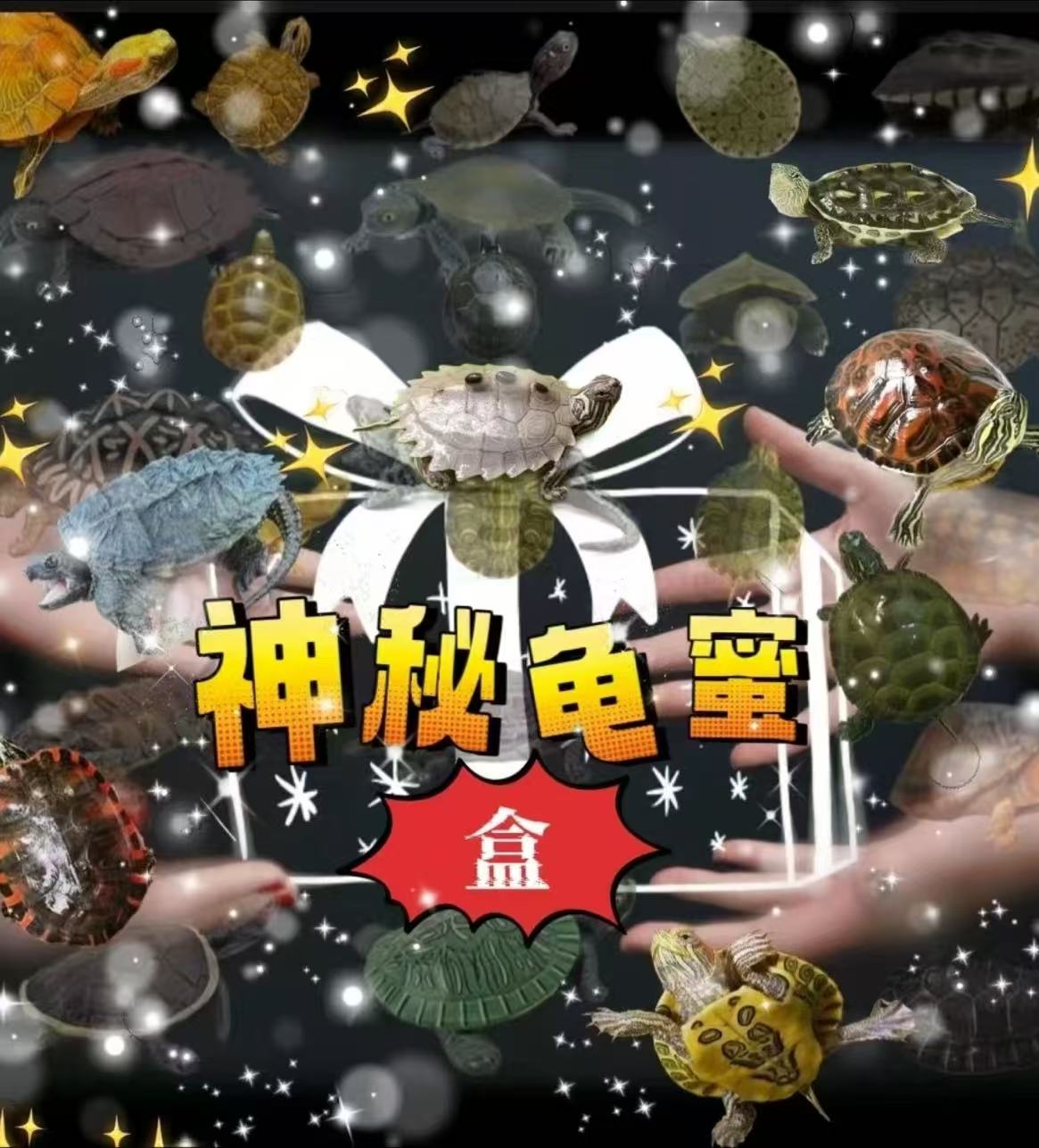 福袋抽龟