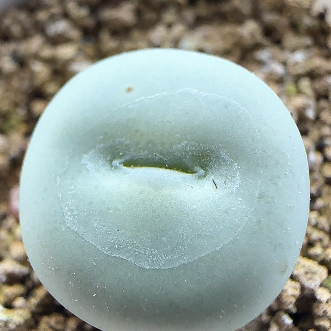 脱土年后发货23556