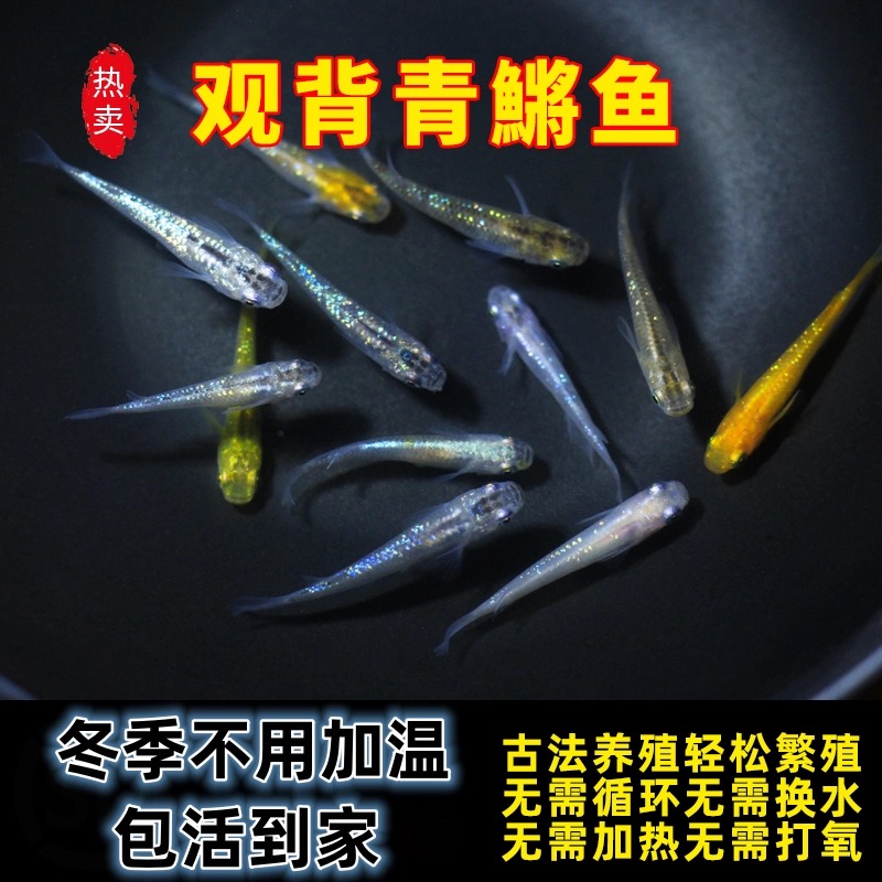 观背青鳉冷水淡水观赏鱼无需加温打氧皮实好养适合新手