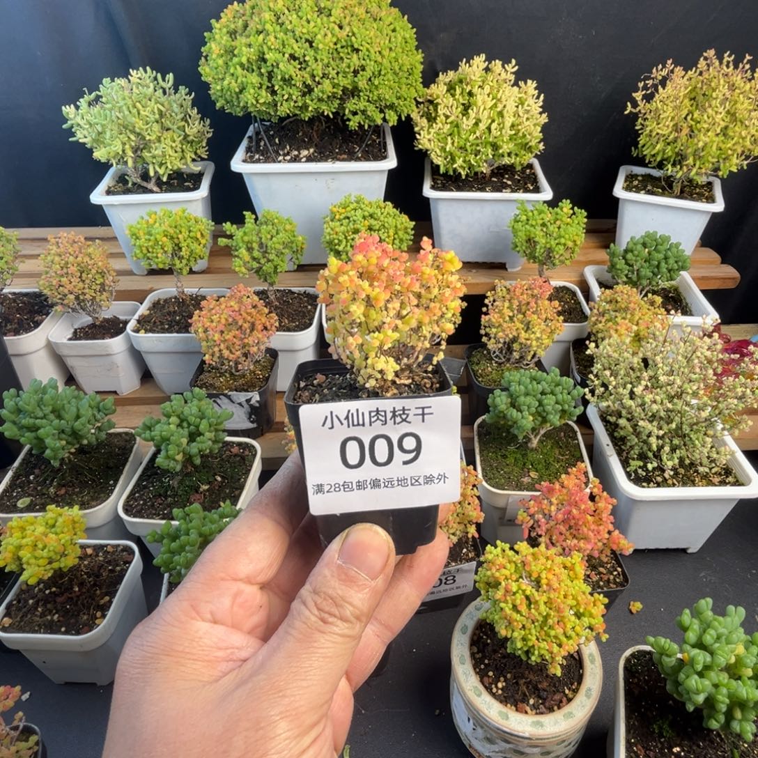 009枝干番杏彩蜜橘