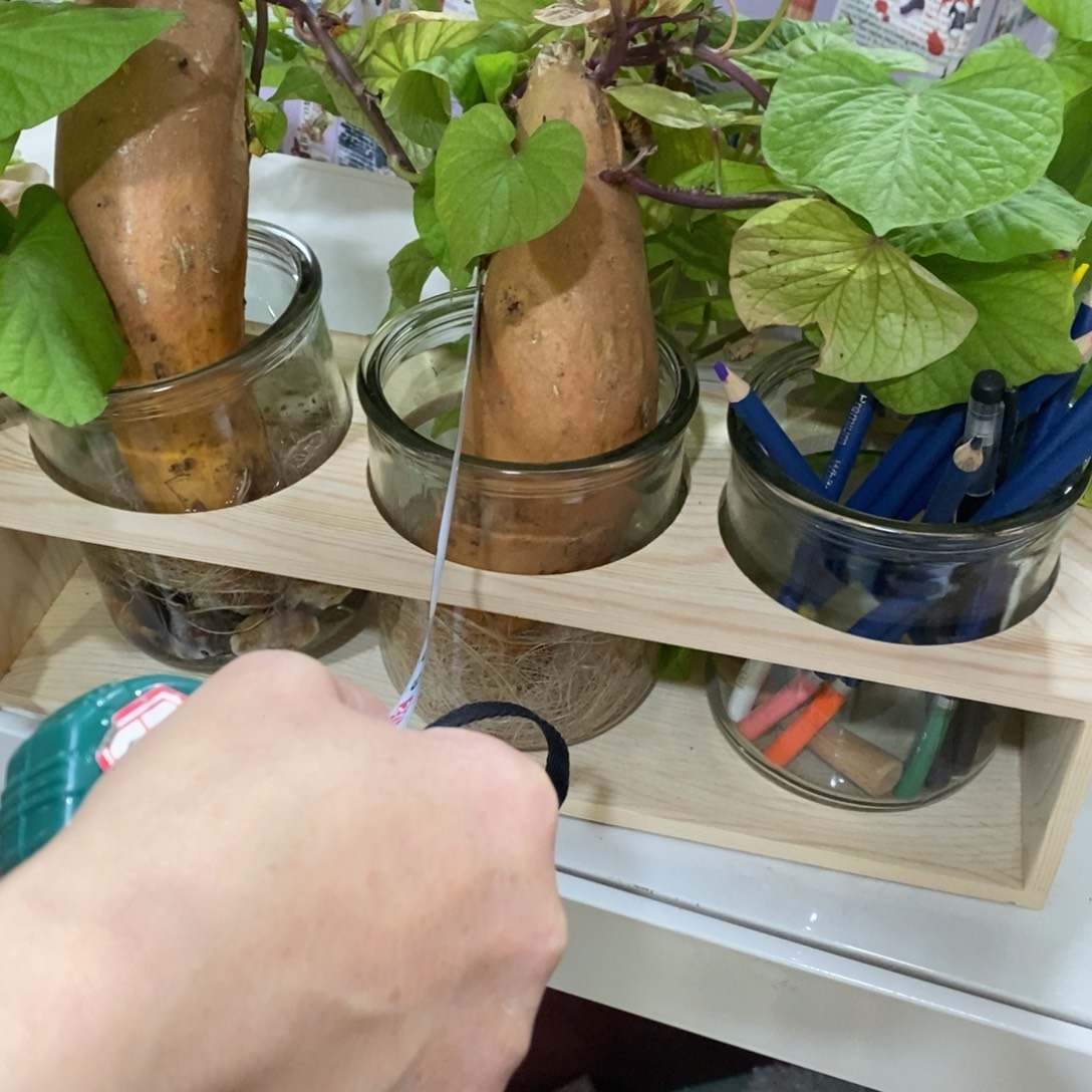 木这是拍一发二编号099