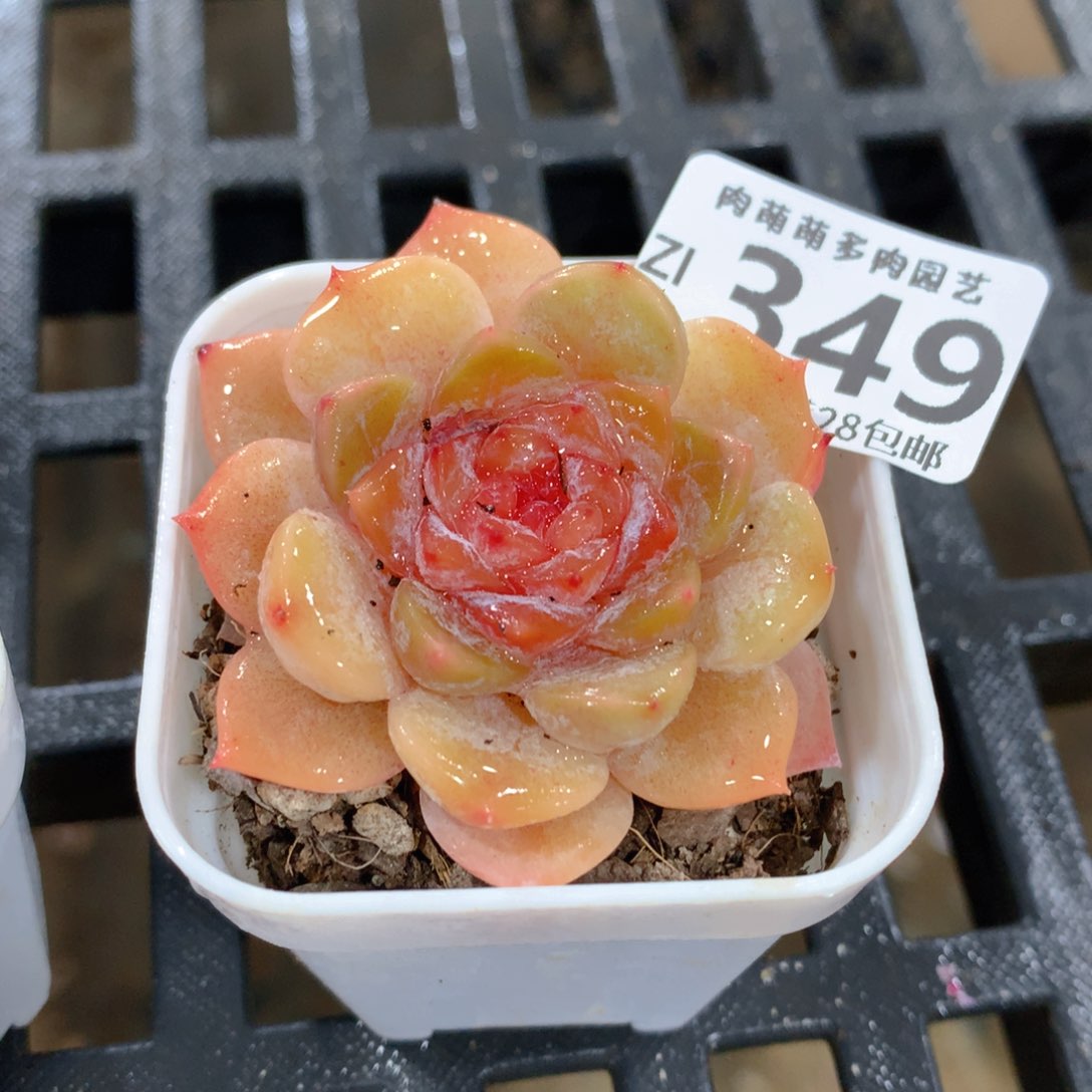 肉萌萌拇指盆精控多肉ZI349