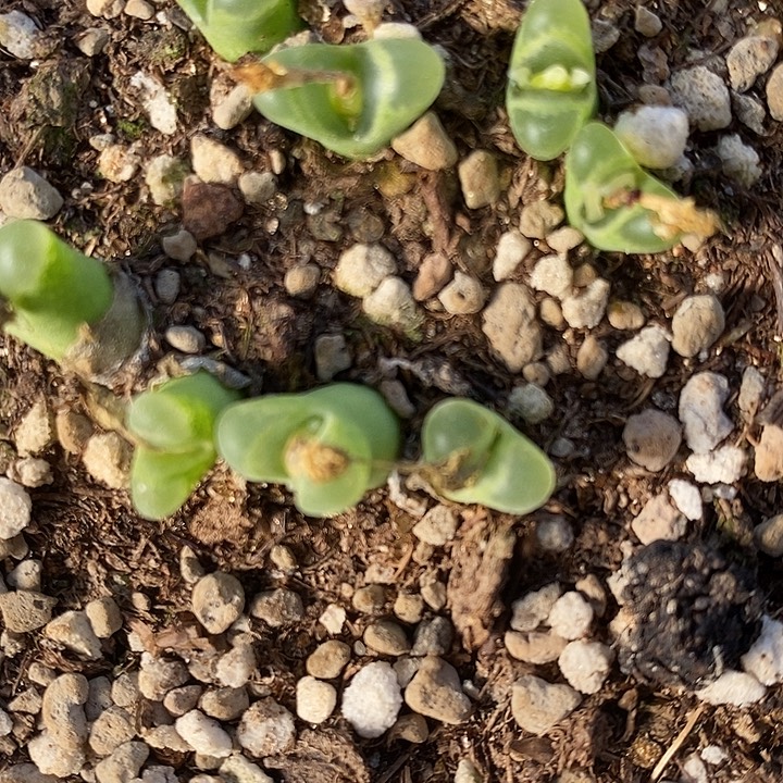 双头奶瓶风铃1颗。     