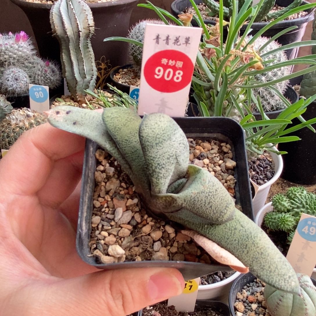 螺旋白密尤卧牛一棵