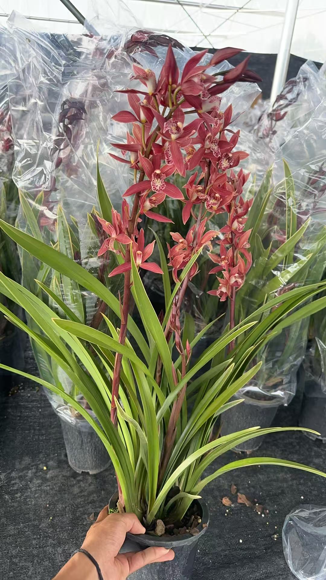 金边西施—大花蕙兰（零度以下拍保温）耐寒好养 气泡柱发货