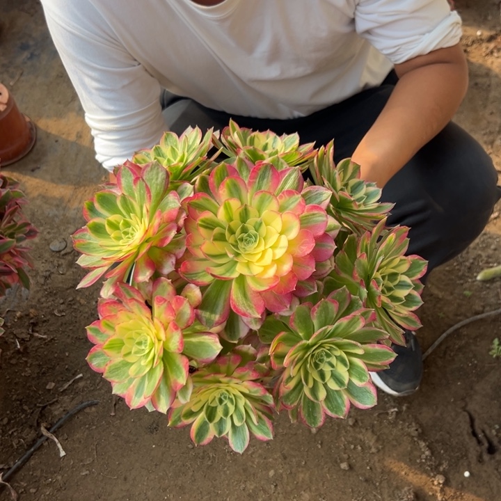 28.8海仙一颗包邮