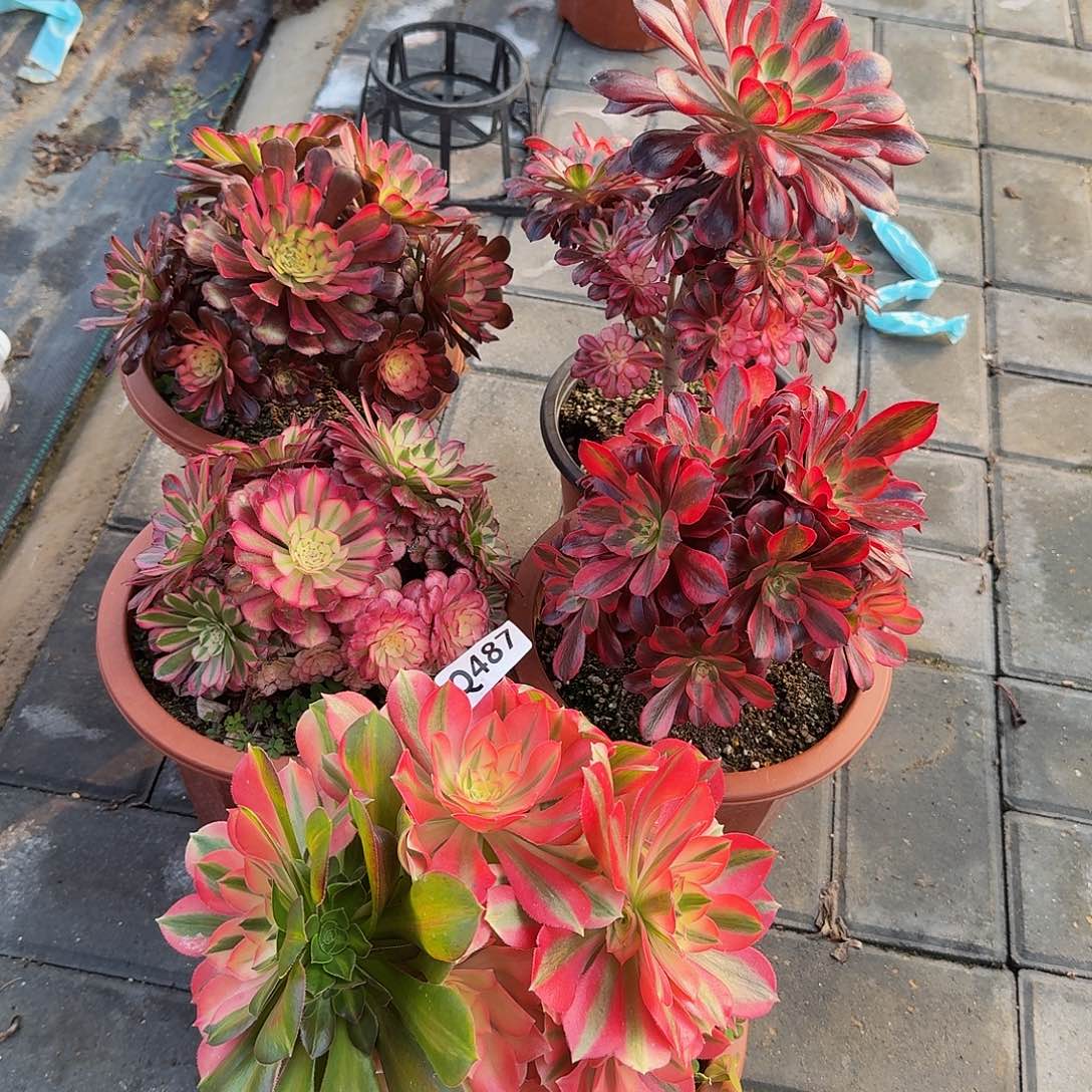 487套餐5颗44冠服15.18左右小颗的