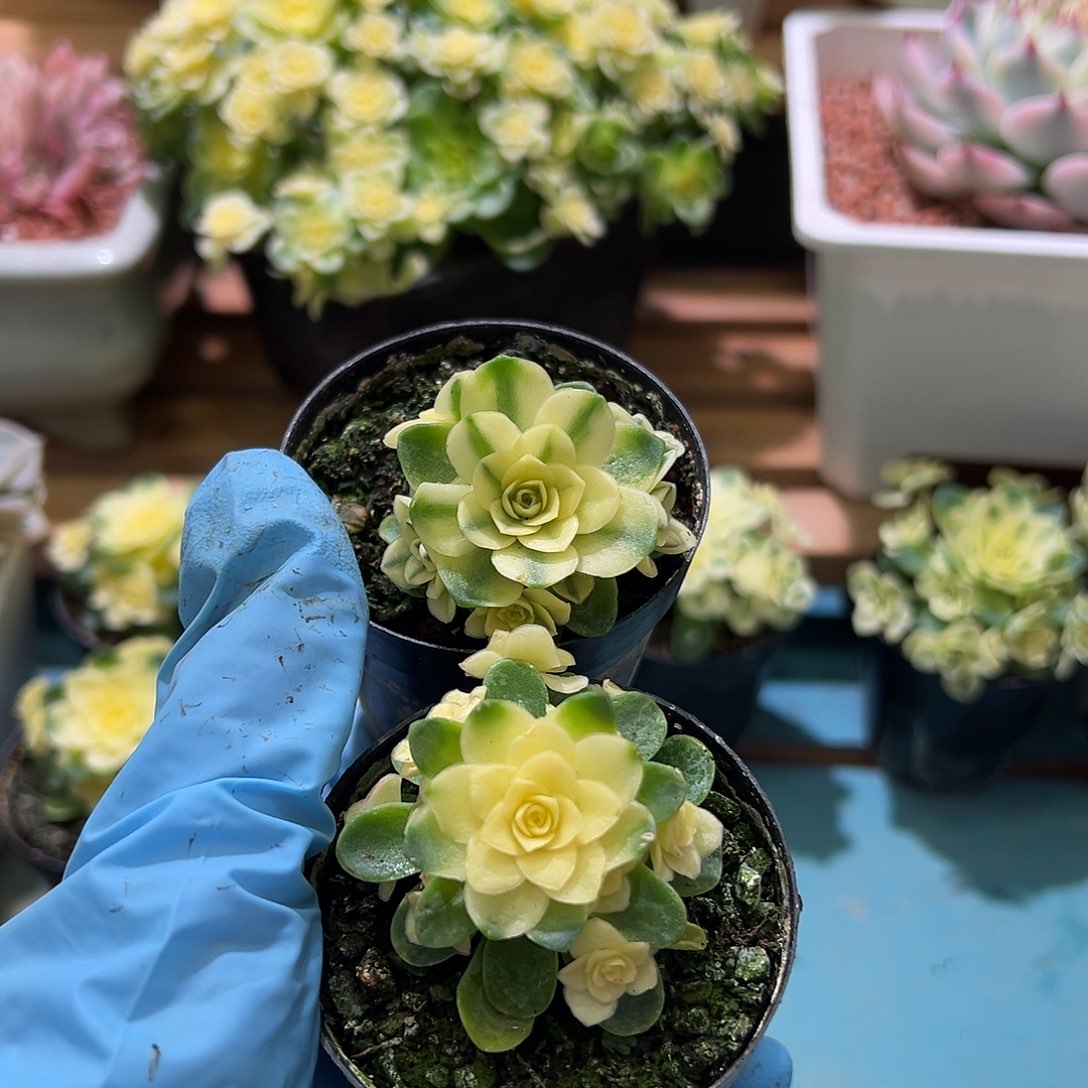 活动猫眼玫瑰套餐覆轮加全锦