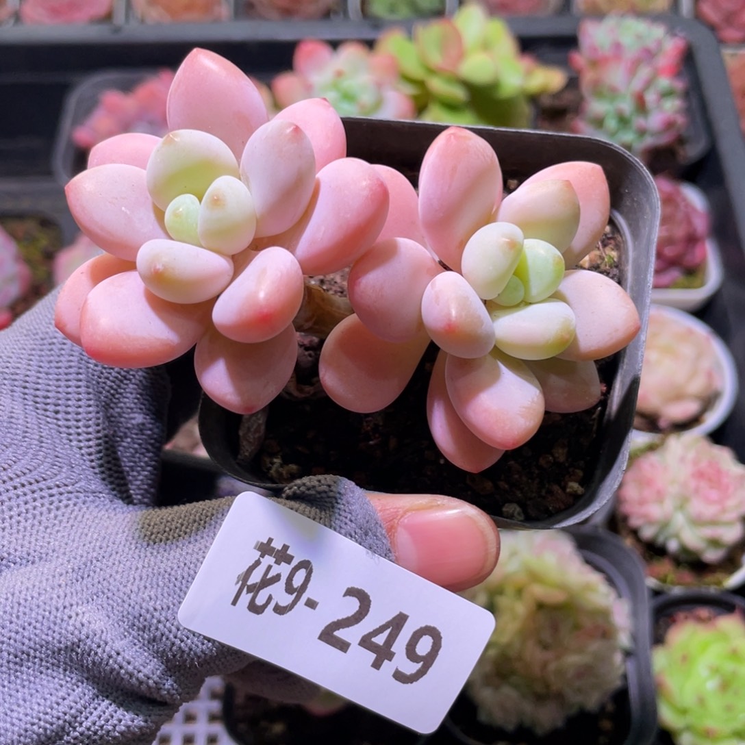 花利美9-249洛神 