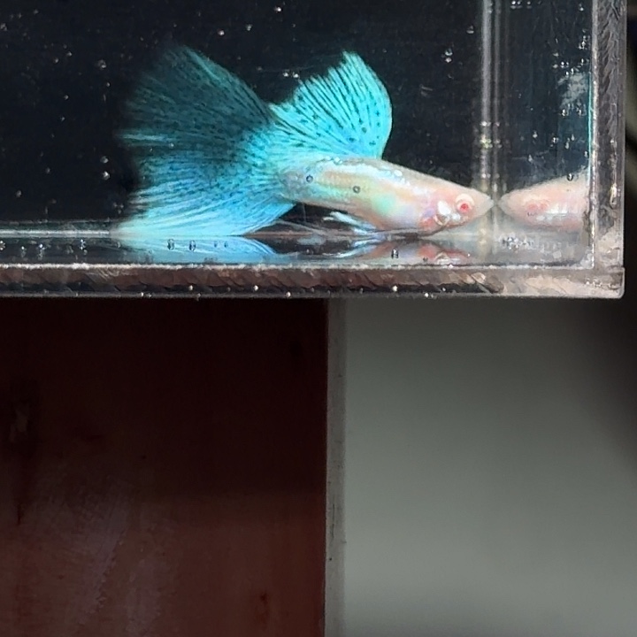 孔雀鱼蓝草白子大背硬骨种鱼一对