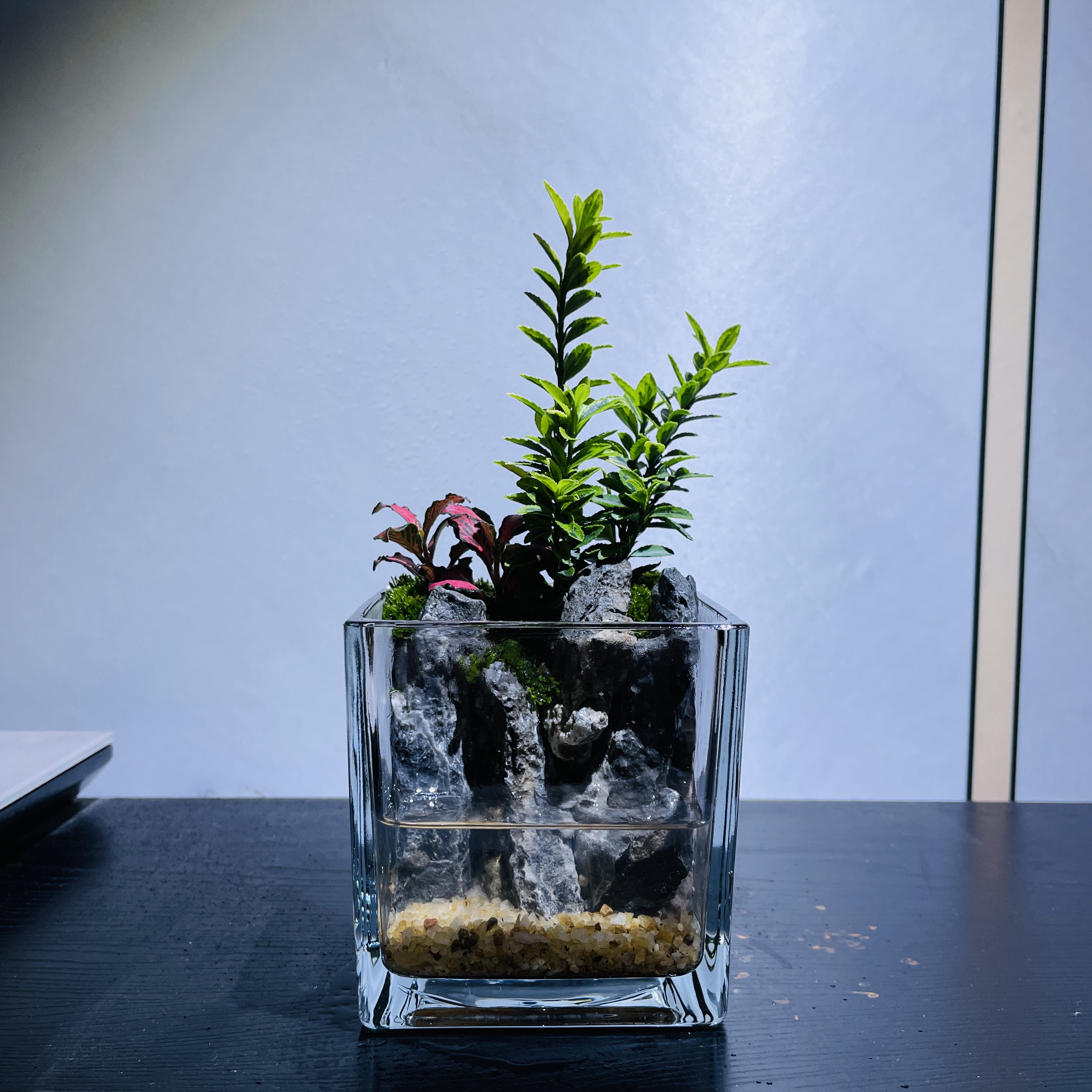 苔藓微景观客厅办公室桌面创意成品懒人造景生态小盆景玻璃小鱼缸