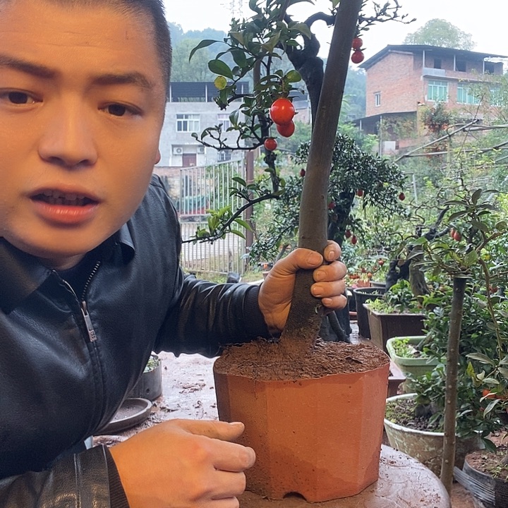 无花朵金弹子盆景艺术作品