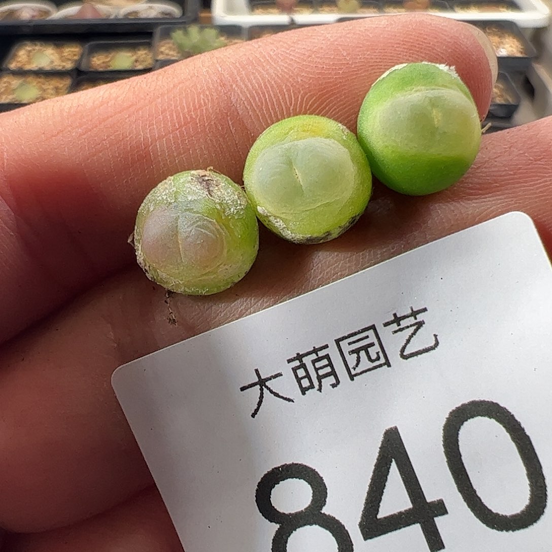 一物一拍。        840