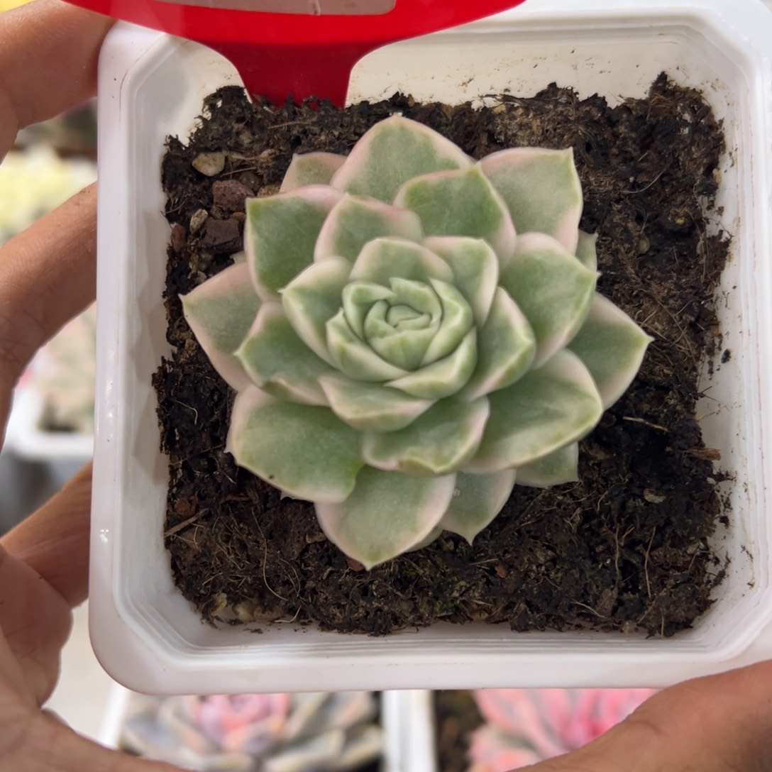 675号绿体雪鸳锦多肉