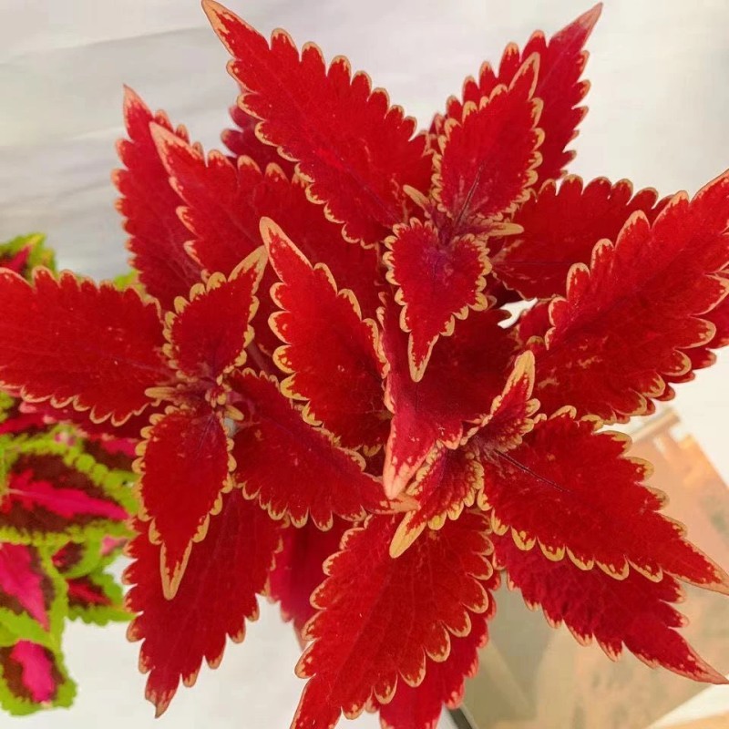 彩叶草种子观叶植物盆栽耐热五彩苏变色四季花籽七彩趣味庭院阳台