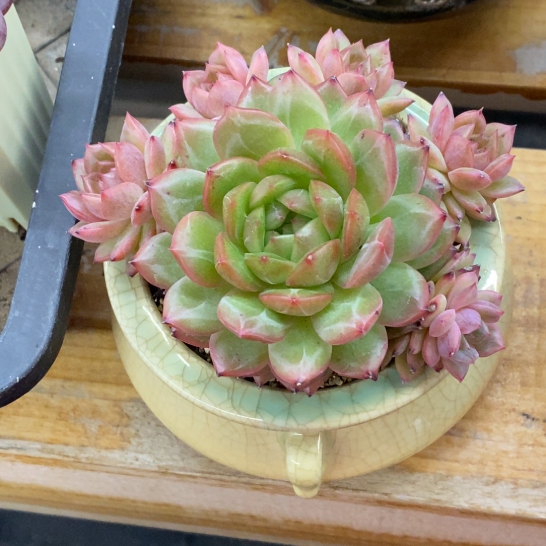 精品多肉一物一拍不包整316