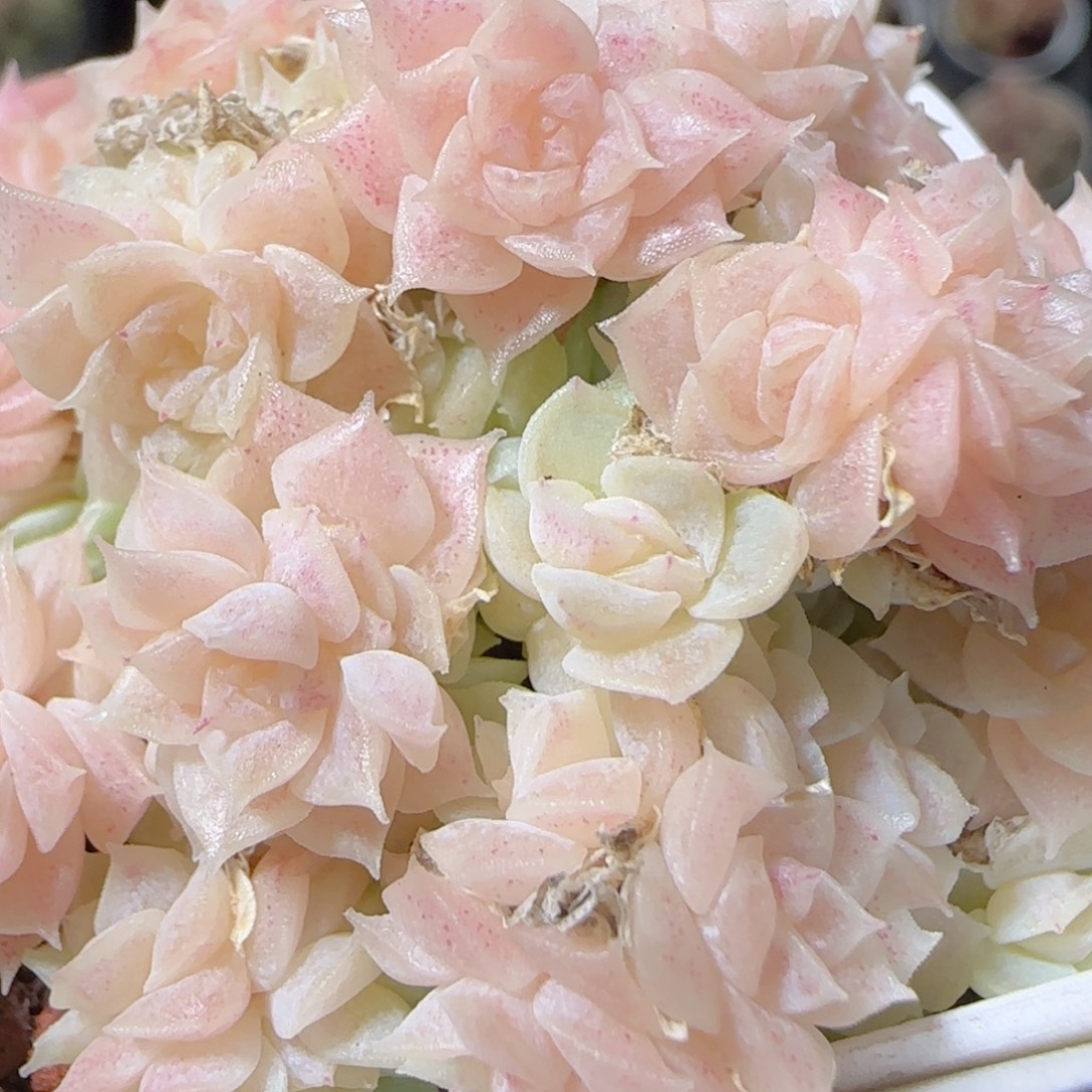 花语多肉1223-76散