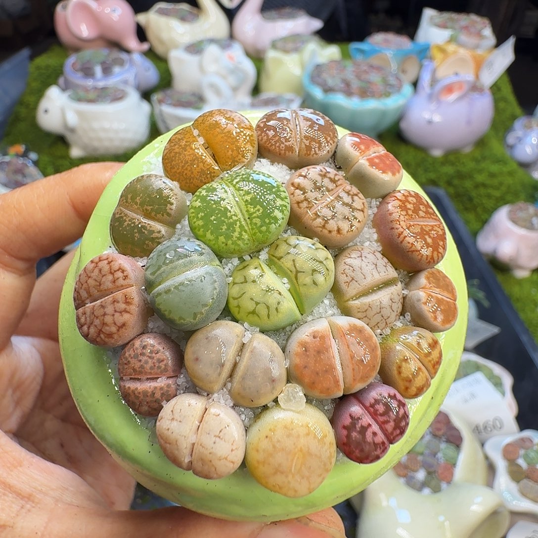 多肉植物福利冲630