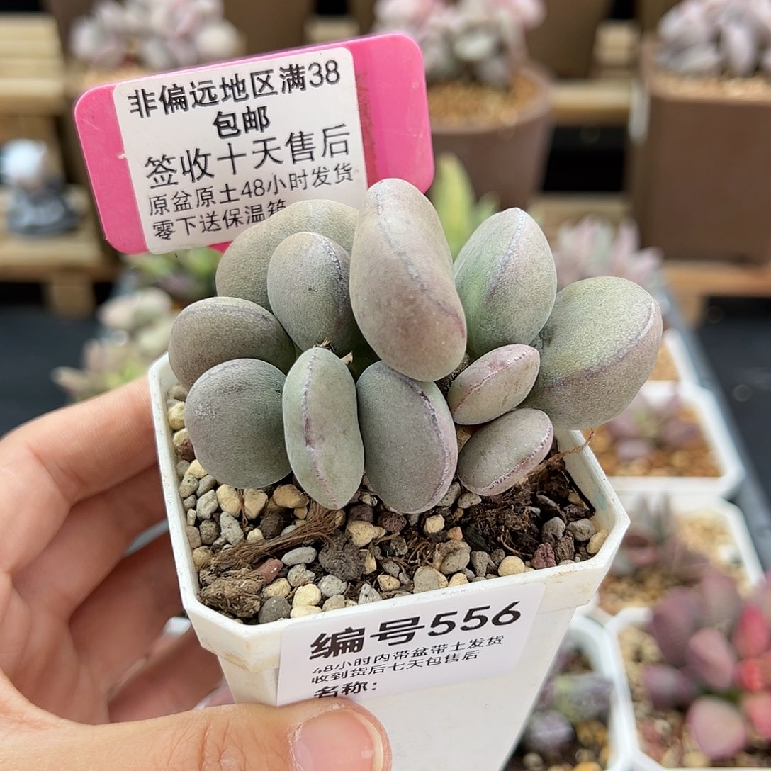 556球球紫蛋多肉
