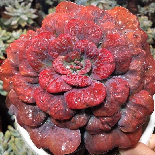 开心精品多肉福利大放送