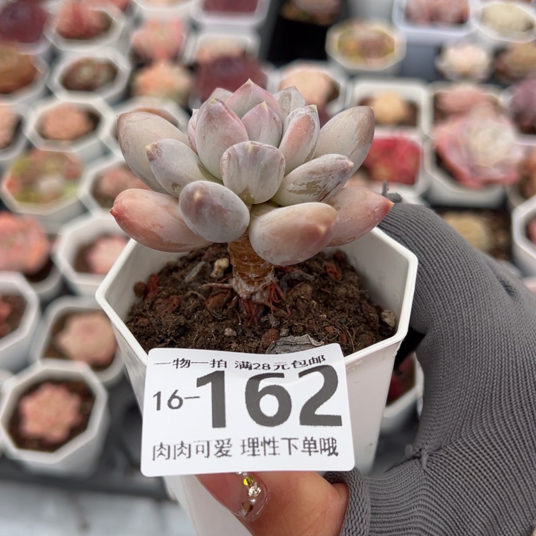 三色美人多肉多肉多肉