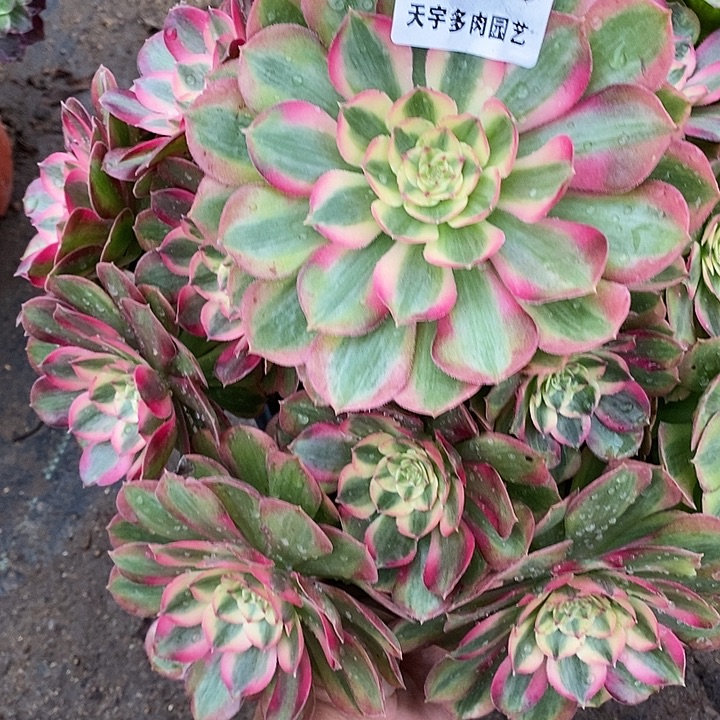 诗***方多肉植物火龙果915多肉