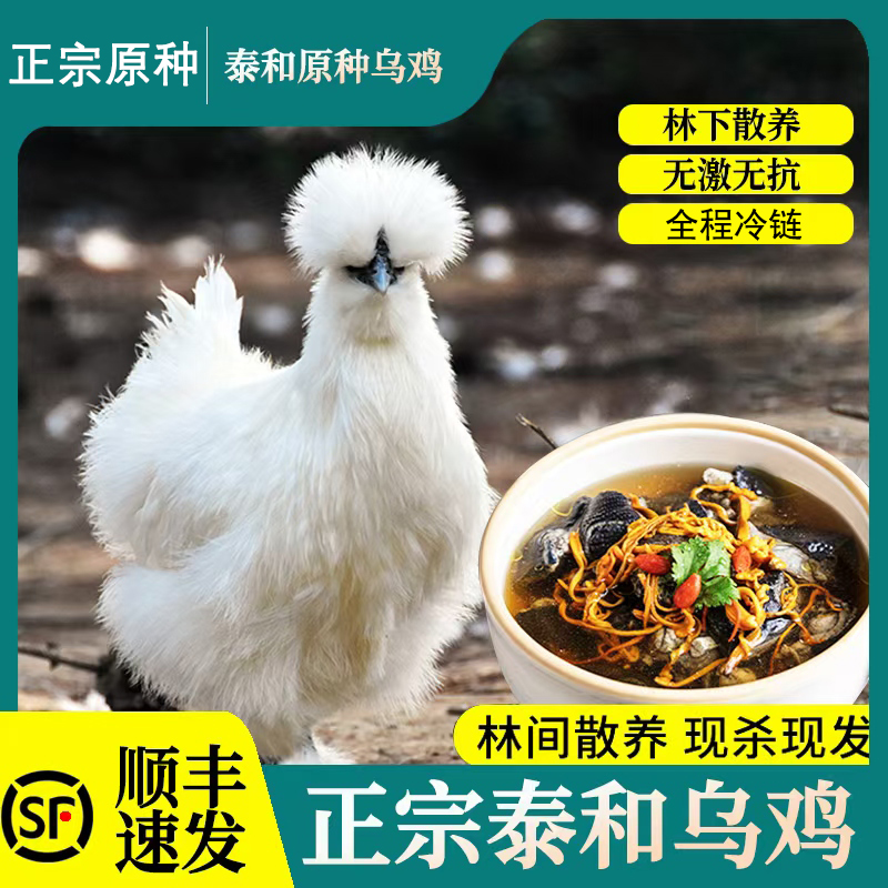 正宗原种泰和乌鸡800天龄生态林下散养鲜嫩滋补吃肉喝汤顺丰包邮