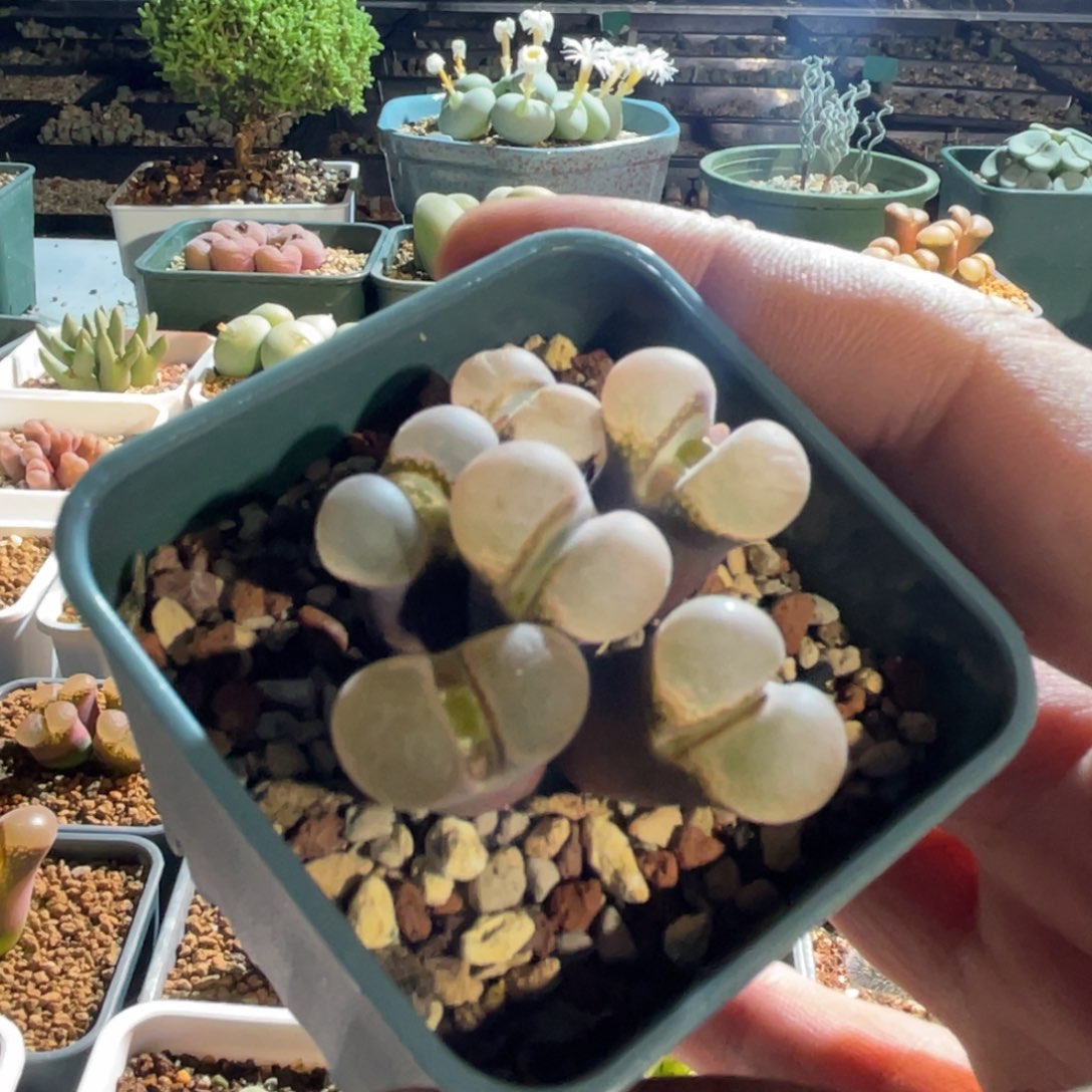 紫体群生帕法德植物一物一拍