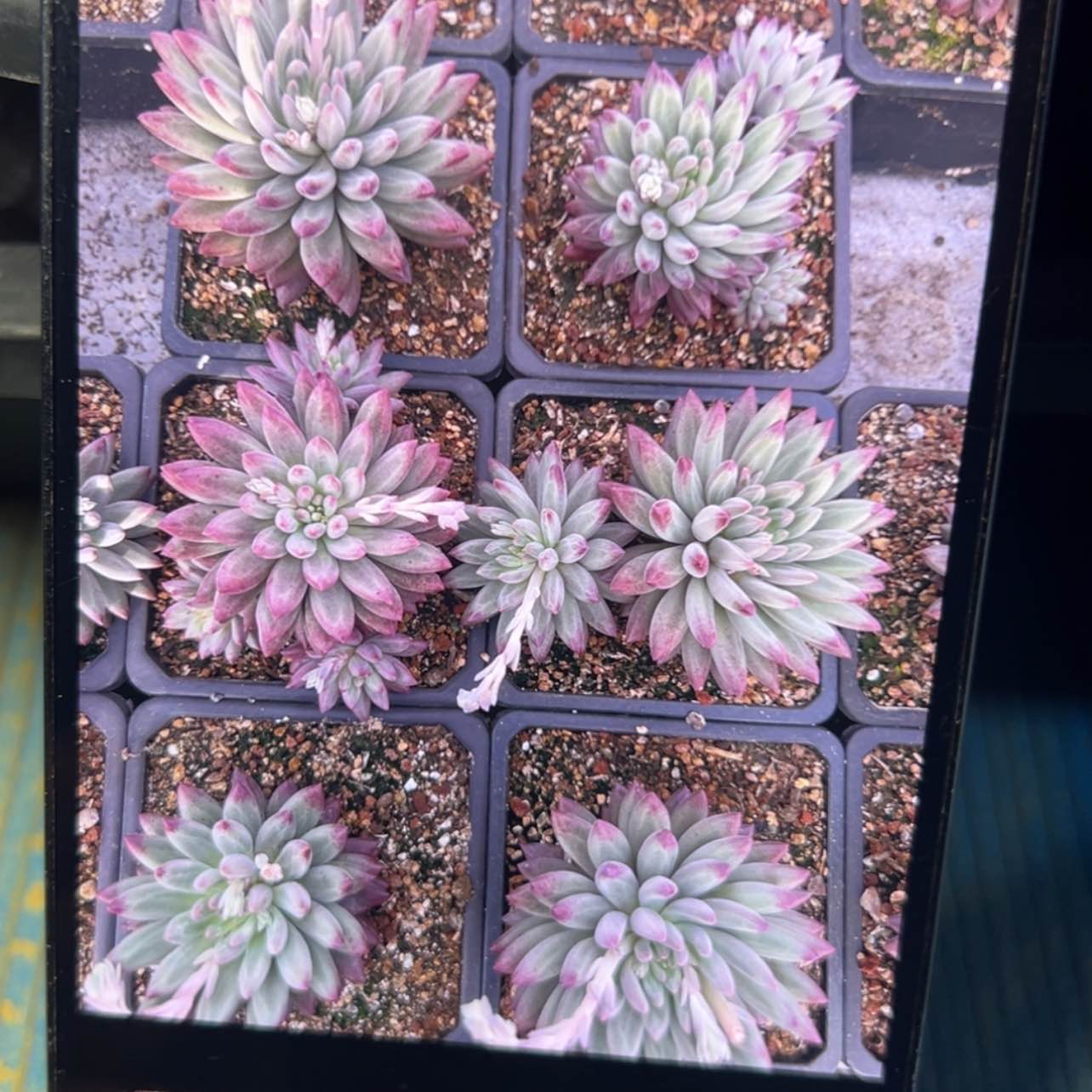 【闪购商品】羽毛文虞美人多肉128