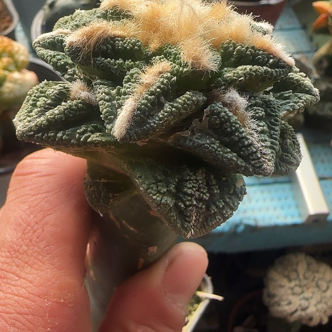 螺旋辛顿牡丹958仙人球