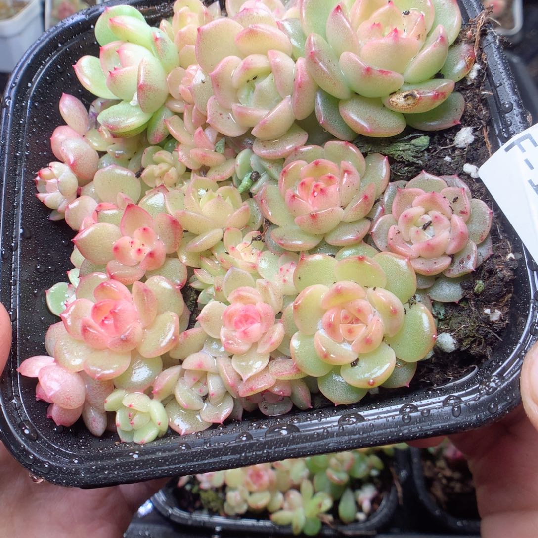 无花朵F103。珍妮yyyyyyyy