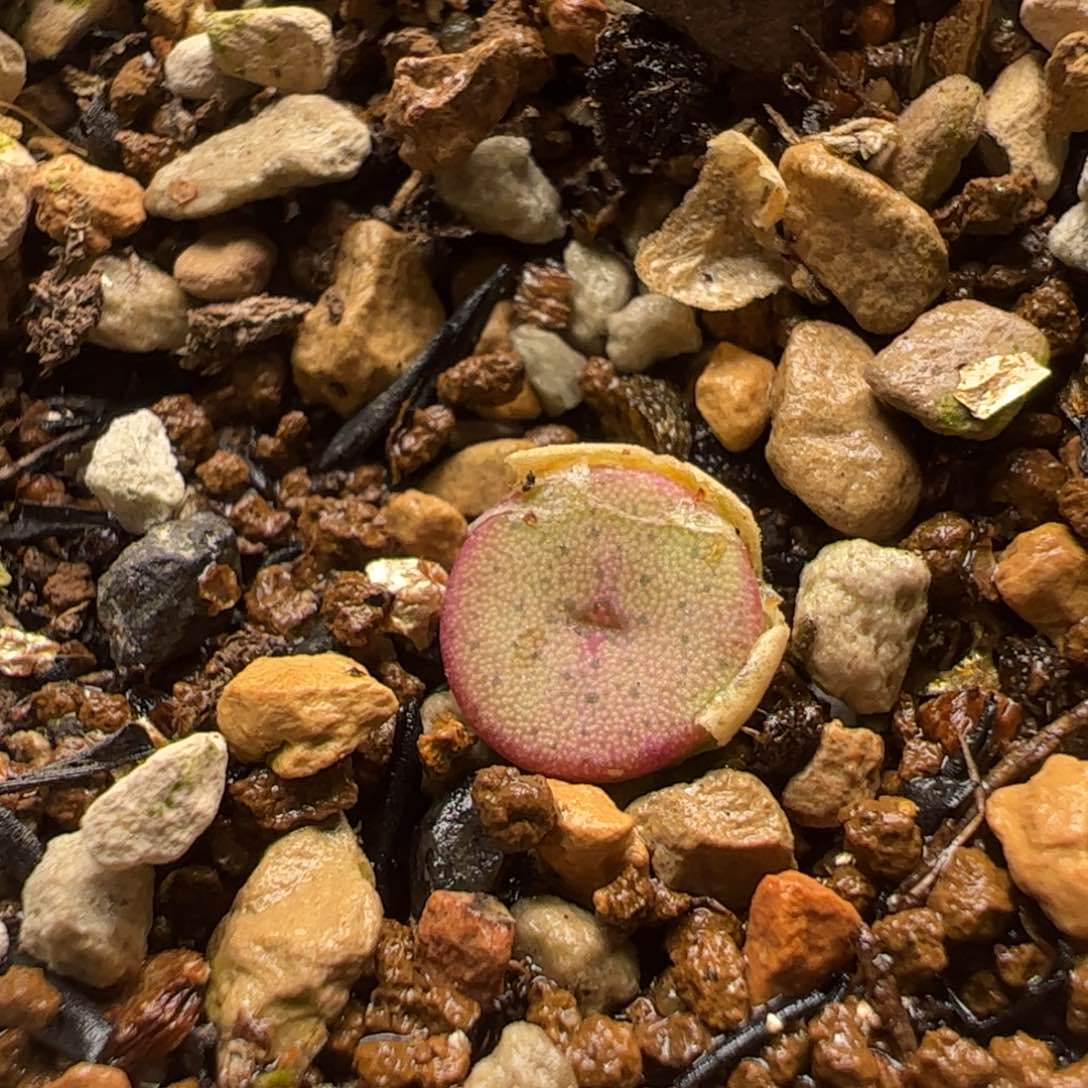 金币纽扣多肉植物百科