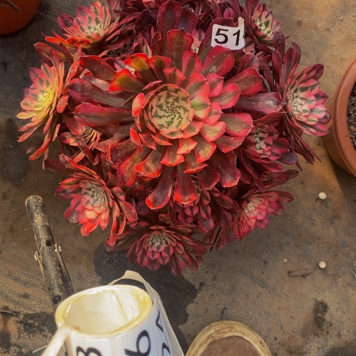 514 红铜壶超白锦