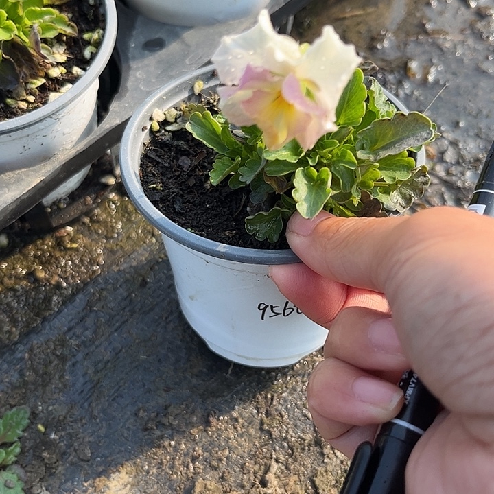 完全开放梦幻系列一物一拍