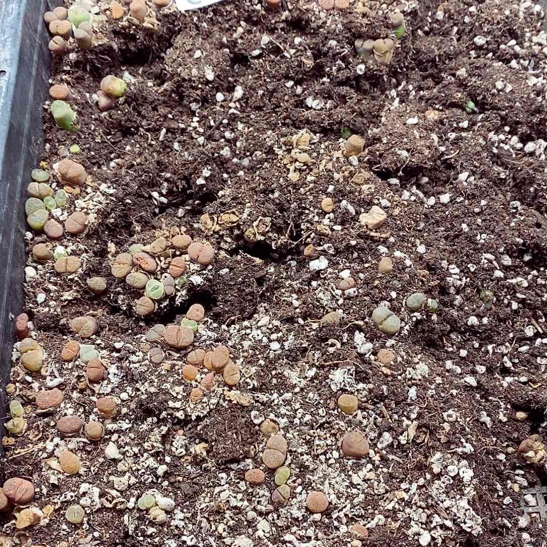 194风铃呃呃呃呃呃呃呃呃呃呃呃呃呃