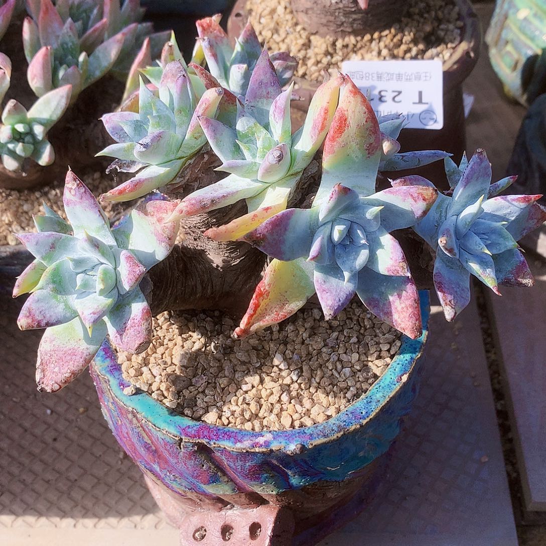 2320苹果雪山仙女杯