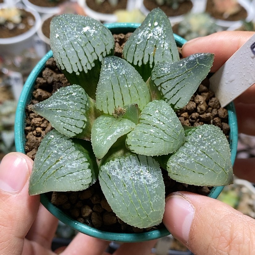 【闪购商品】67天空