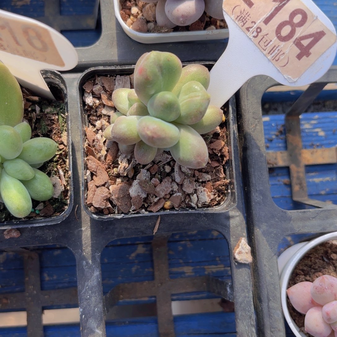 E184乌里韦亚一物一拍