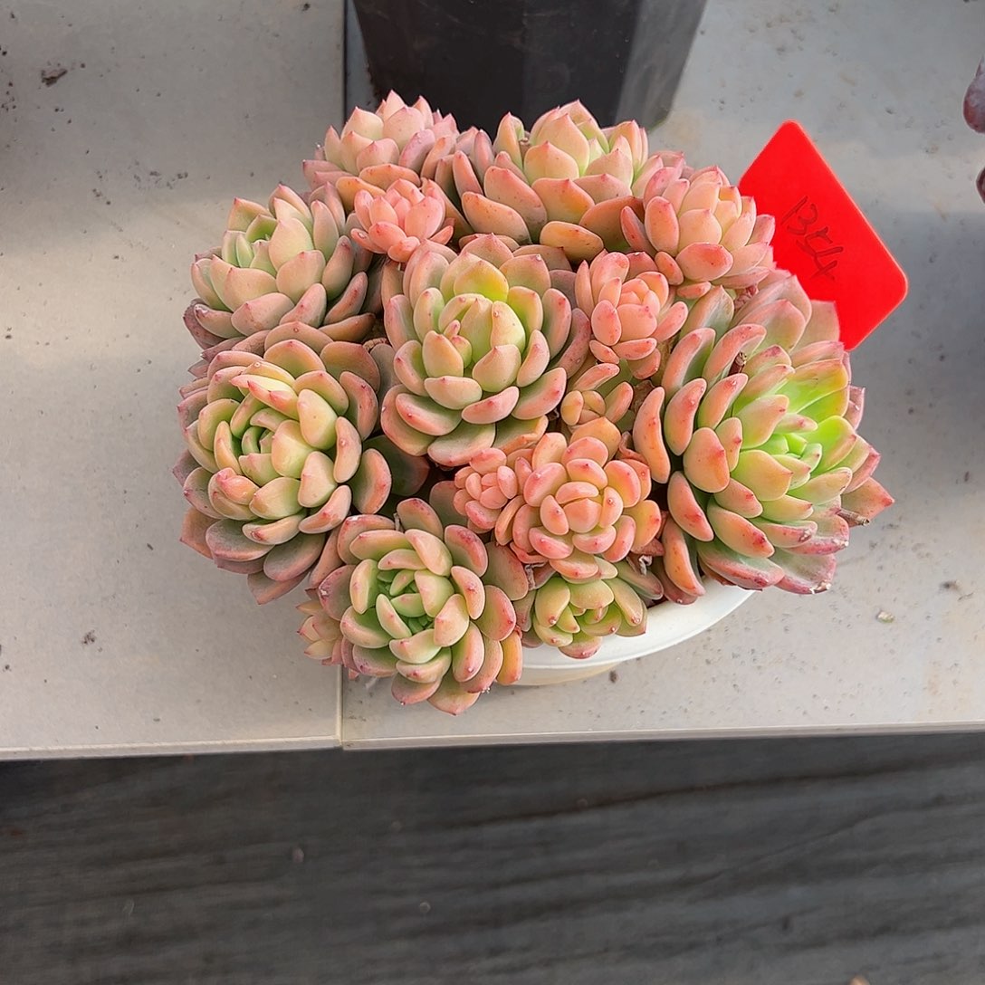 婵*宝1354芬达多肉植物