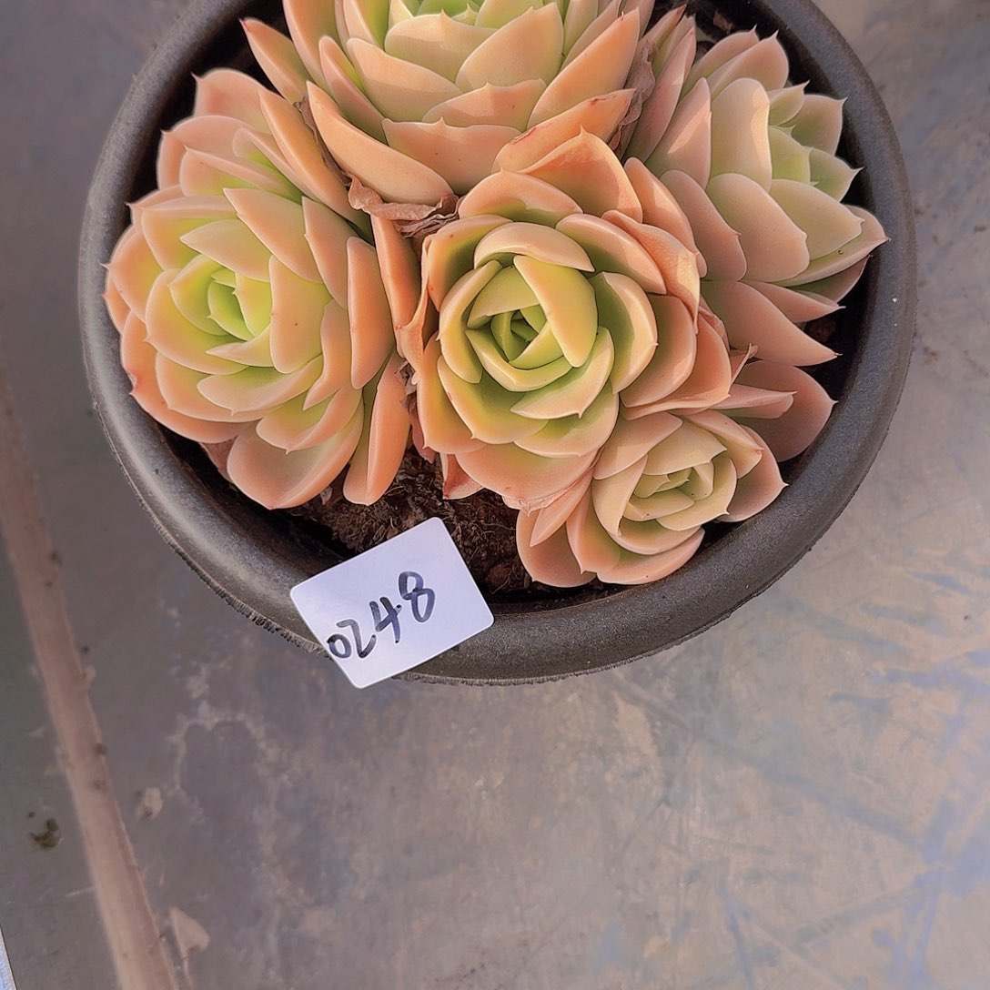 ?**?0248星纳塔多肉