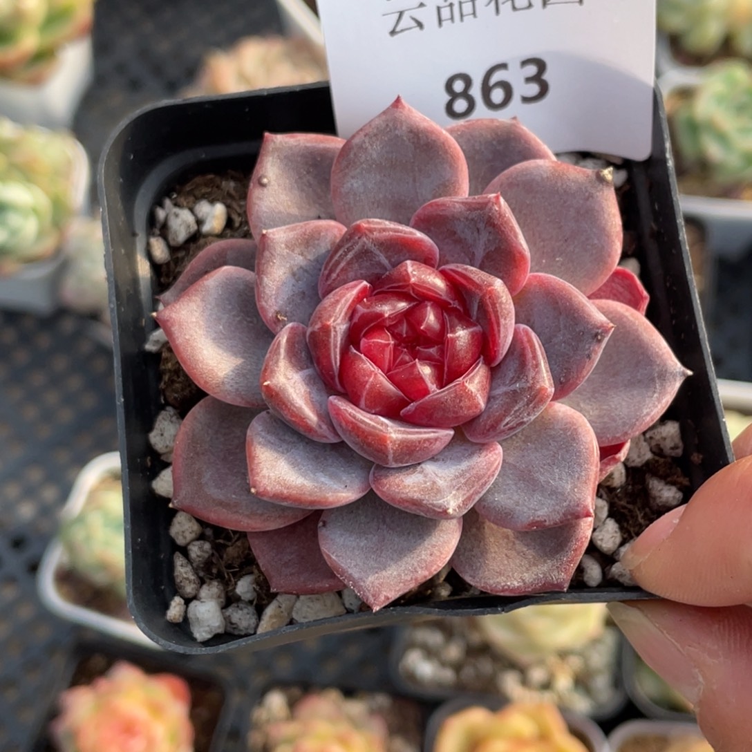 863号糖心冰心珍妮 蜜蜡