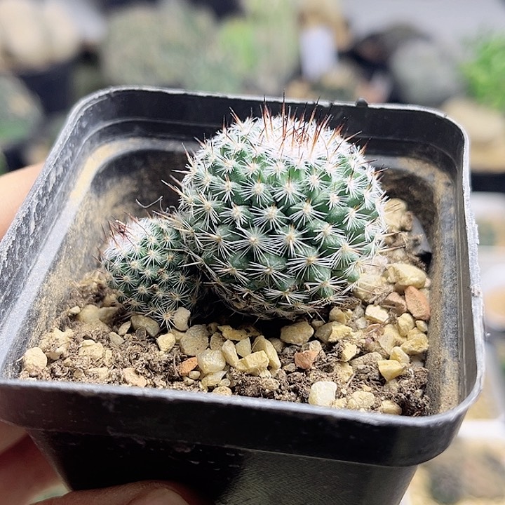 双头实生海豹4公分