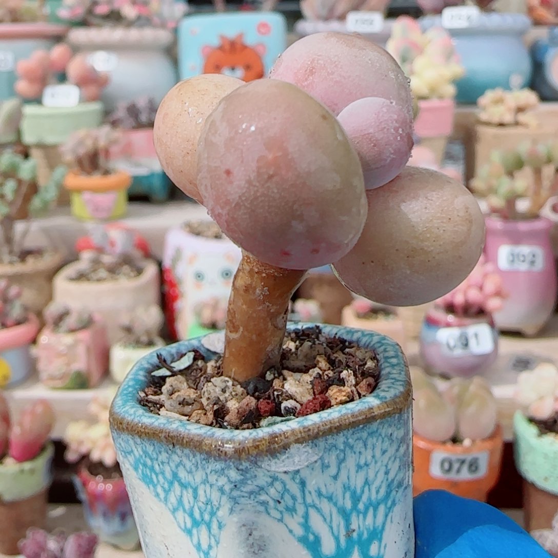 圆滚滚蛋黄奶 盆口2cm