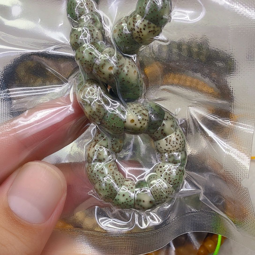 星月菩提手串10王者绿星月菩提单圈大肠1.0
